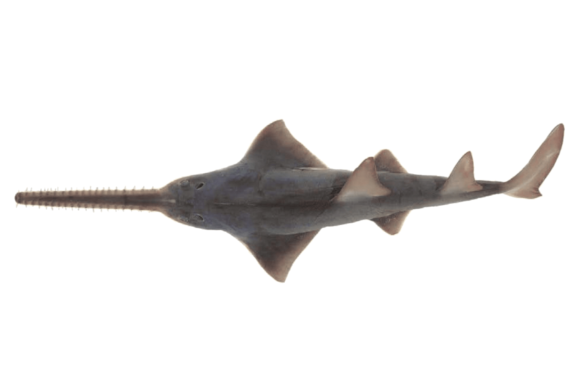 Pejepeine