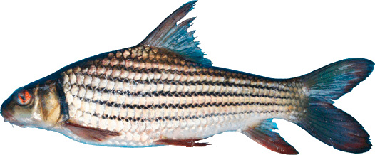 Barbo Gigante Dorado