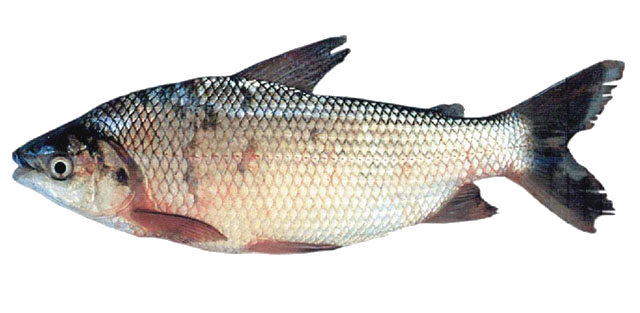 Streaked Prochilod, Sábalo