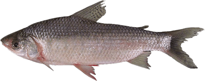 Bocachico, Coporo