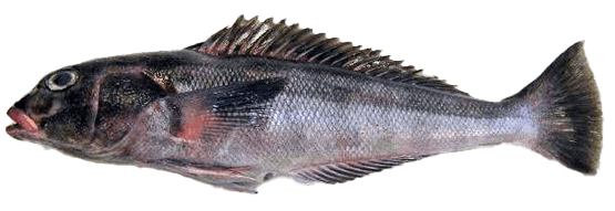 Blanquillo