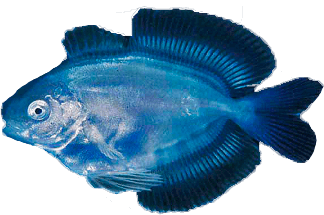 Derivante Aleta Azul