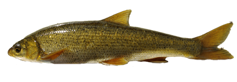 Boga del Duero