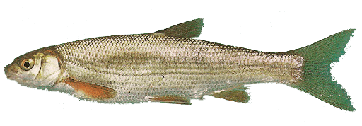 Iberian Nase, Boga del Tajo