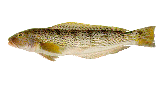 Salmón de Mar