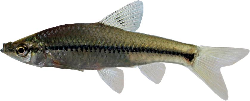 Pseudorasbora