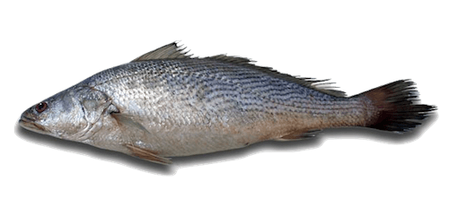 Corvina Casava