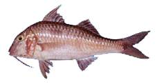 Chivo escamudo