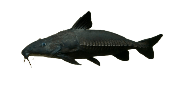 Cahuara