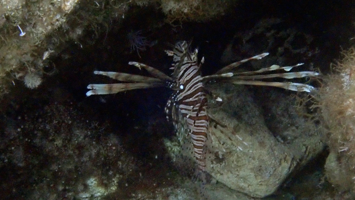 pez león (Pterois miles): ficha del Atlas AiPeces