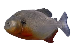 Piraña Punto Negro