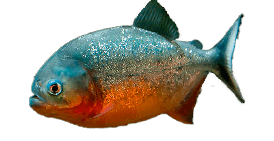 Piraña de Vientre Rojo