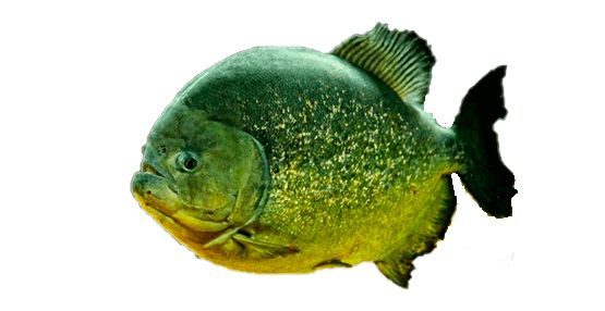 Piraña de San Francisco, San Francisco Piranha