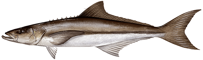 Cobia