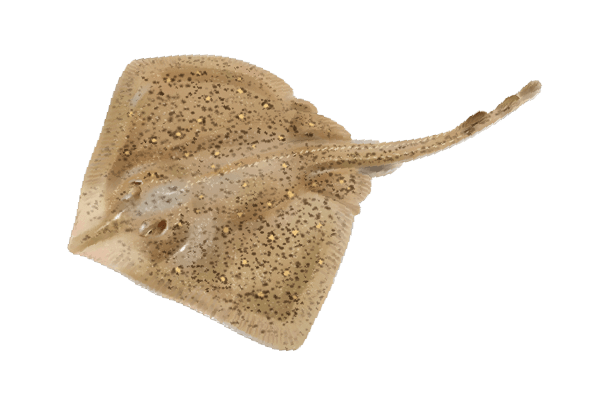 Raya de Boca Rosa, Broadnose Skate