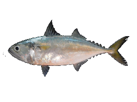 Caballa Isleña