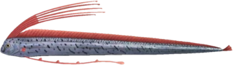 Regalecos