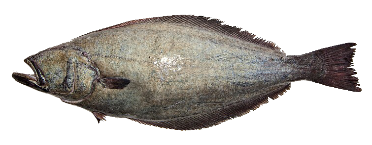 Platija Negra