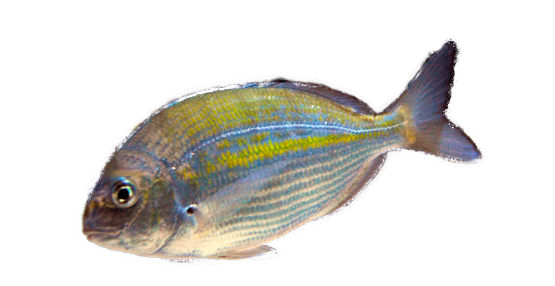 Dorada de Sudáfrica, Cape Stumpnose