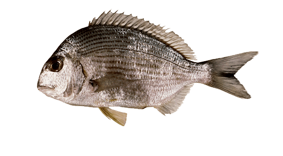Goldlined Seabream