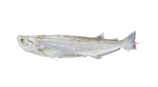 Chafalote, Biara