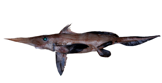 Broadnose Chimaera, Quimera Elefante