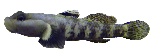 Pez Pijo, Rhinogobius duospilus