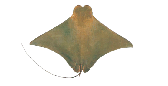 Manta hocico de vaca