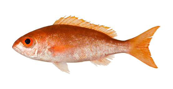 Besugo