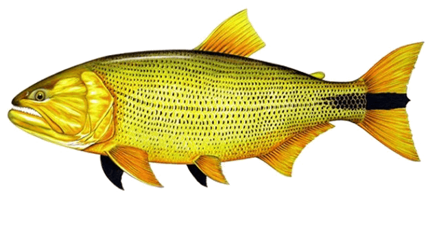 Dorado