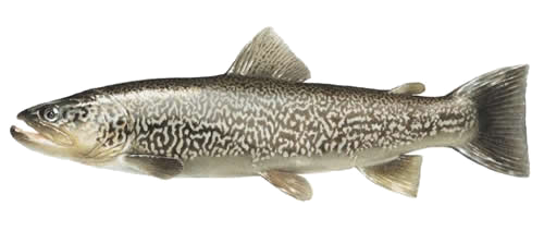 Trucha Marmorata