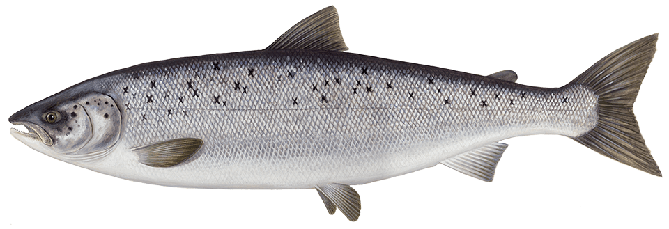 Salmón Común