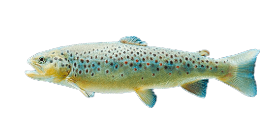 Trucha Fario