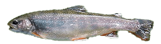 Trucha Dolly Varden