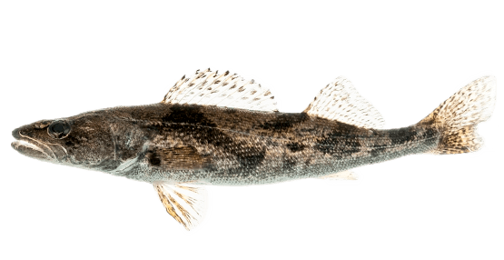 Saugeye
