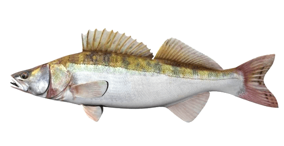 Lucioperca