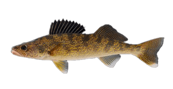 Lucioperca Americana