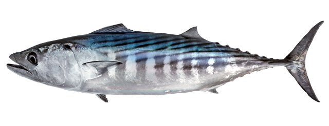 Bonito del Pacífico Oriental