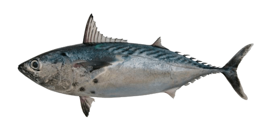 Bonito mono