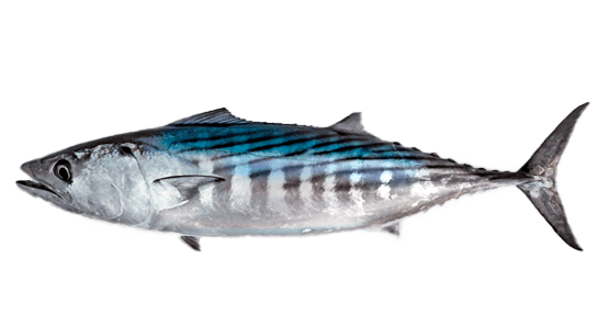 Bonito Común