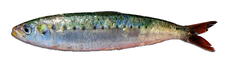 Sardina, True Sardina
