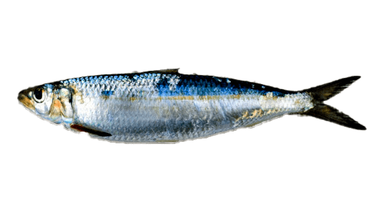 Round Sardinella, Alacha