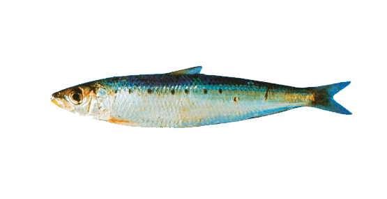 Sardina