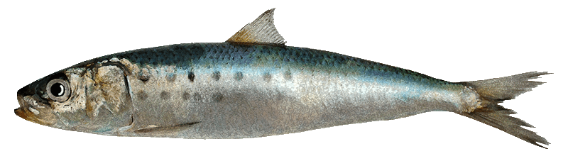 Sardina Monterrey