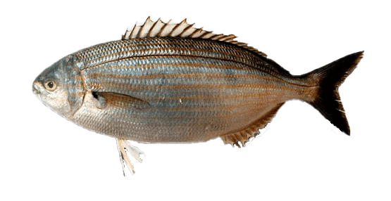 Salema
