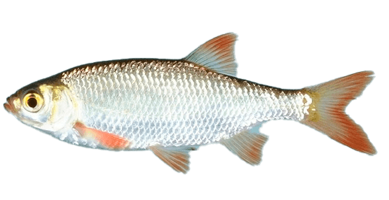 Gardi
