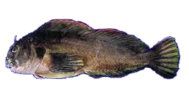 Borrachilla