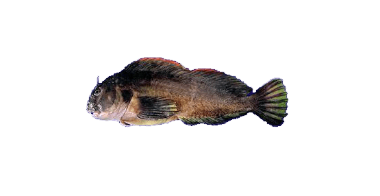 Borrachilla