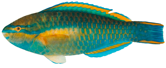 Pez Loro de Guinea