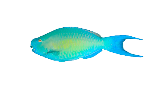 Loro Reina